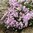 Sammalleimu 'Kimono Pink White'