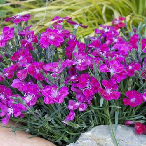 Vuorineilikka 'Pillow Purple'