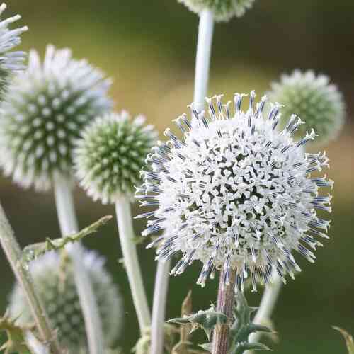 Valkopallo-ohdake 'Arctic Glow'