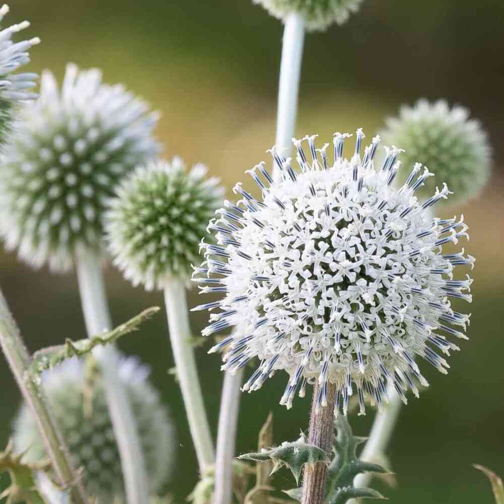 Valkopallo-ohdake 'Arctic Glow'