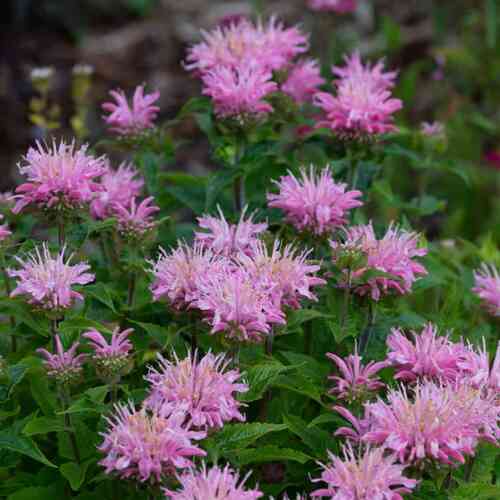 Väriminttu 'Pink Frosting'