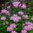 Väriminttu 'Pink Frosting'