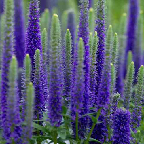 Tähkätädyke 'Ulster Dwarf Blue'