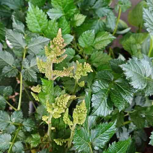 Tarhajaloangervo 'Razzle Dazzle'®