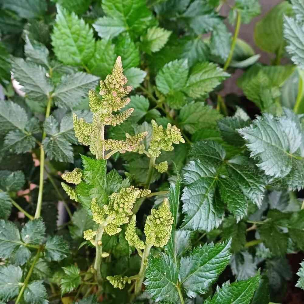 Tarhajaloangervo 'Razzle Dazzle'®