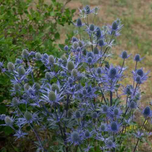 Sinipiikkiputki 'Magical Blue Lagoon'
