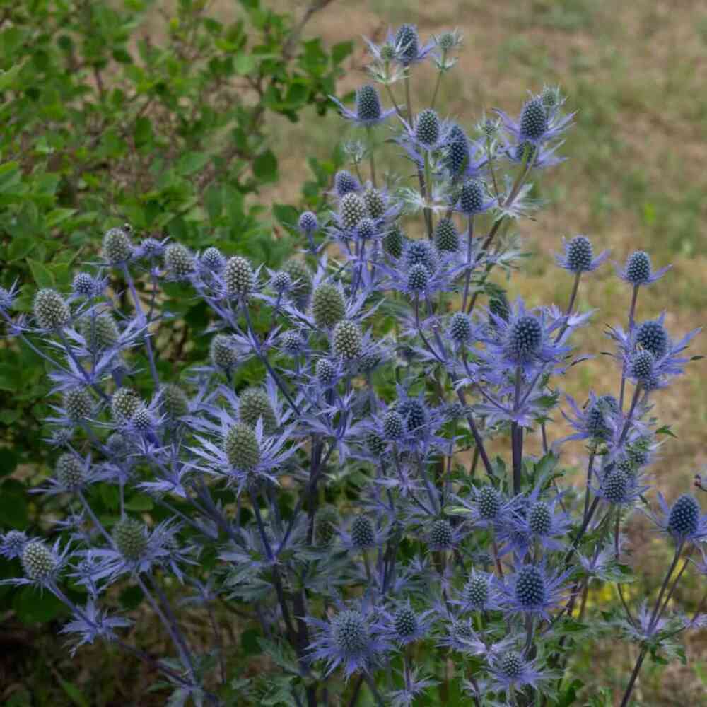 Sinipiikkiputki 'Magical Blue Lagoon'