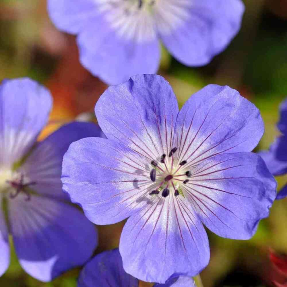 Jalokurjenpolvi 'Rozanne' XL