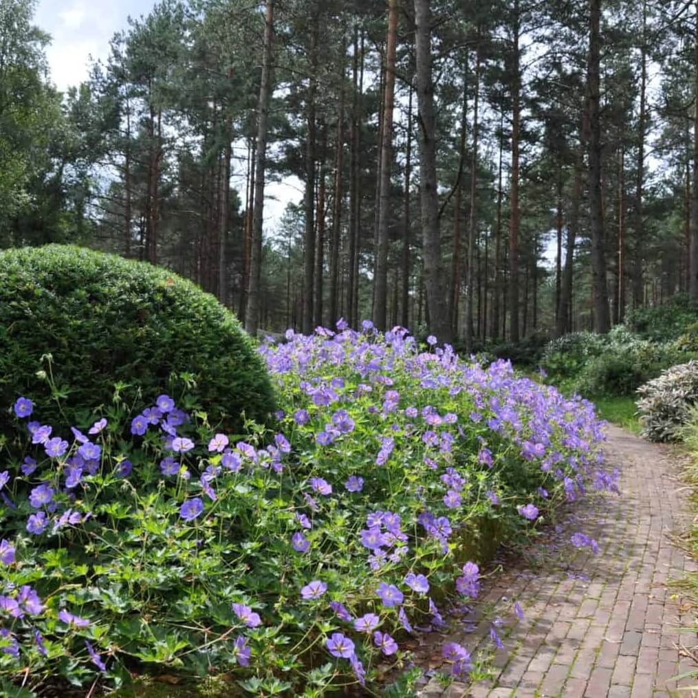 Jalokurjenpolvi 'Rozanne' XL