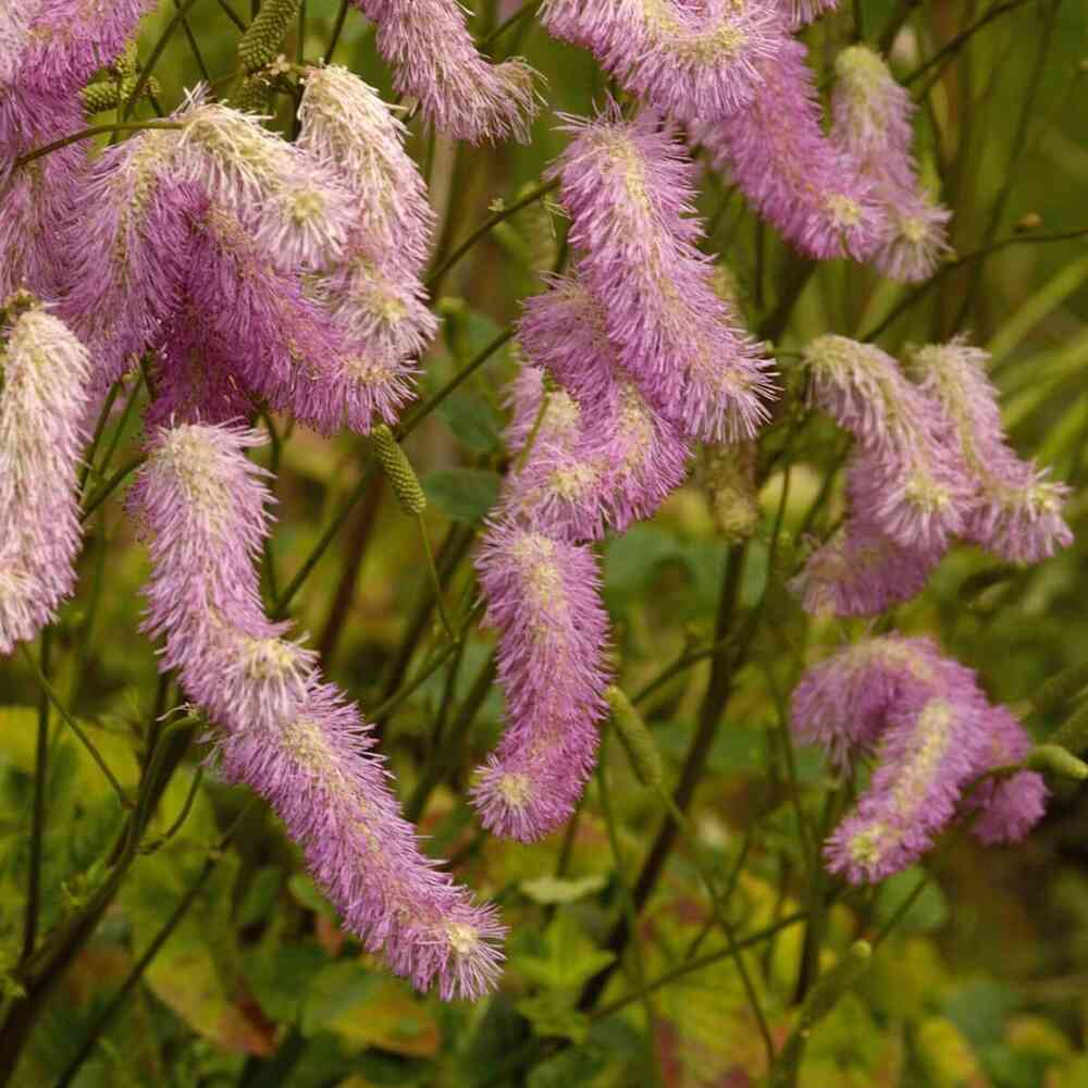 Komealuppio 'Pink Brushes'