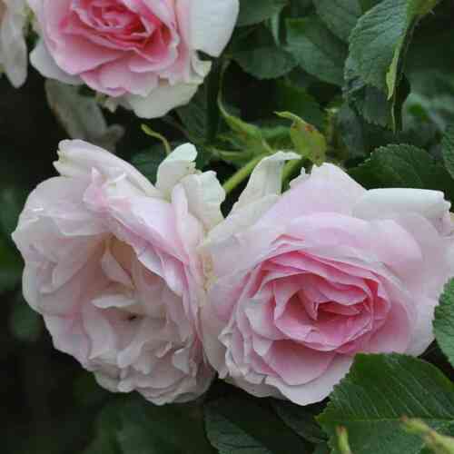Puistoruusu 'Ritausma'