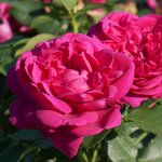Ryhmäruusu 'Für Elise'