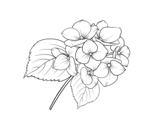 Image.png?6835D4DC0A320E032B1D