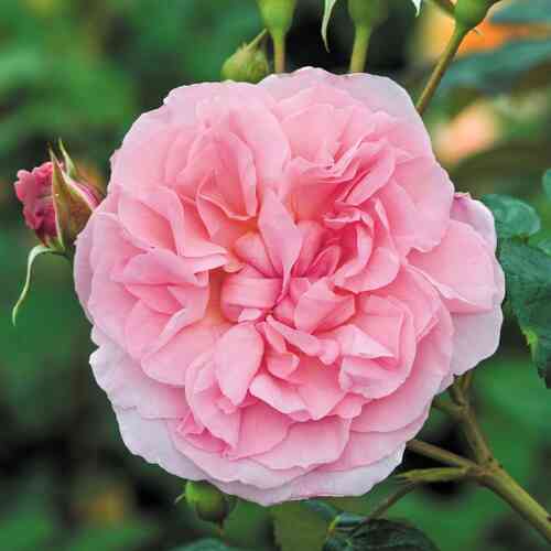 David Austin -ruusu 'Strawberry Hill' (Ausrimini)