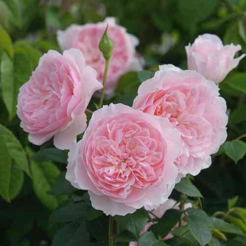 David Austin -ruusu 'Wisley 2008' (Ausbreeze)