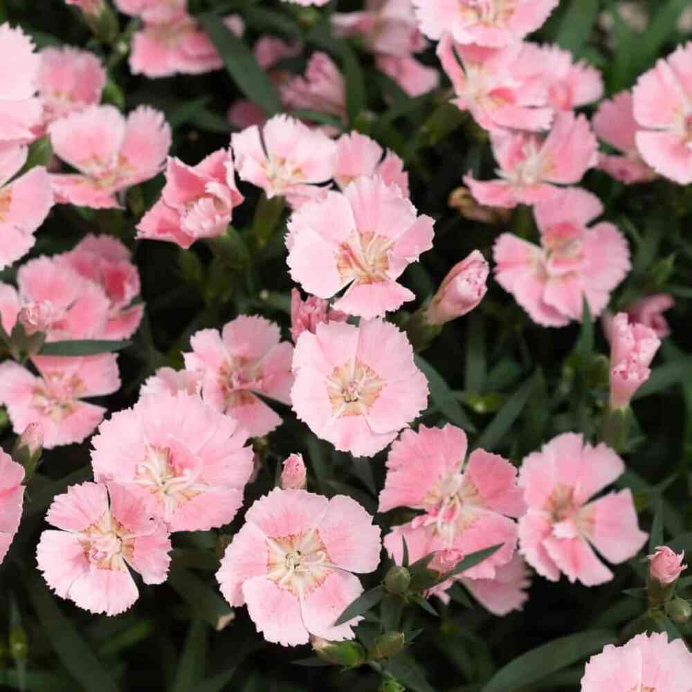 Neilikka 'Freya'® XL