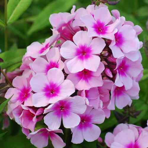 Syysleimu 'Bright Eyes' XL