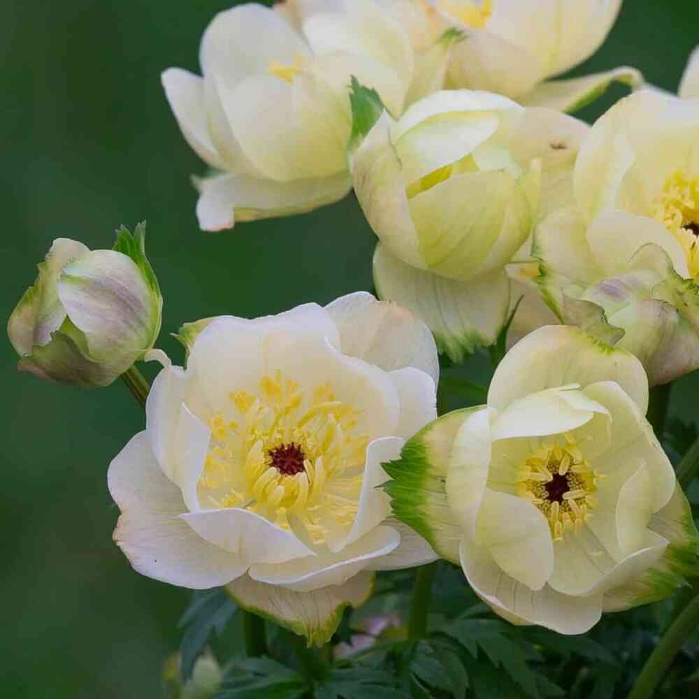 Kullero 'Cheddar'