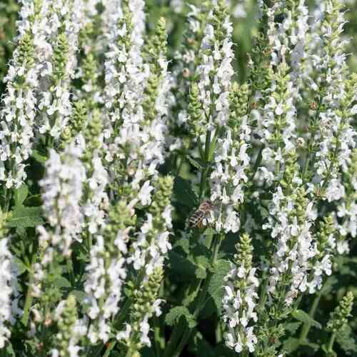 Lehtosalvia 'Sensation White'