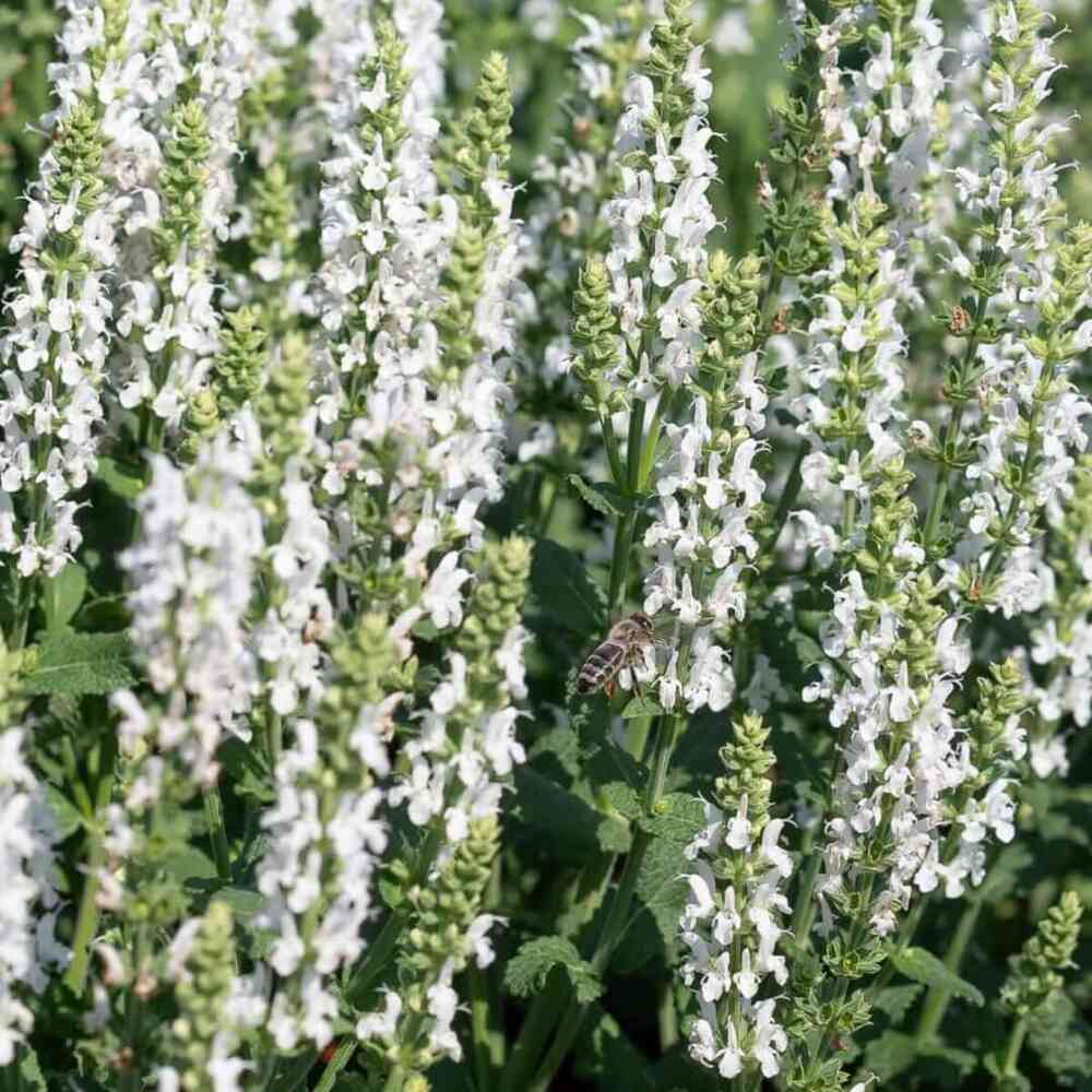 Lehtosalvia 'Sensation White'