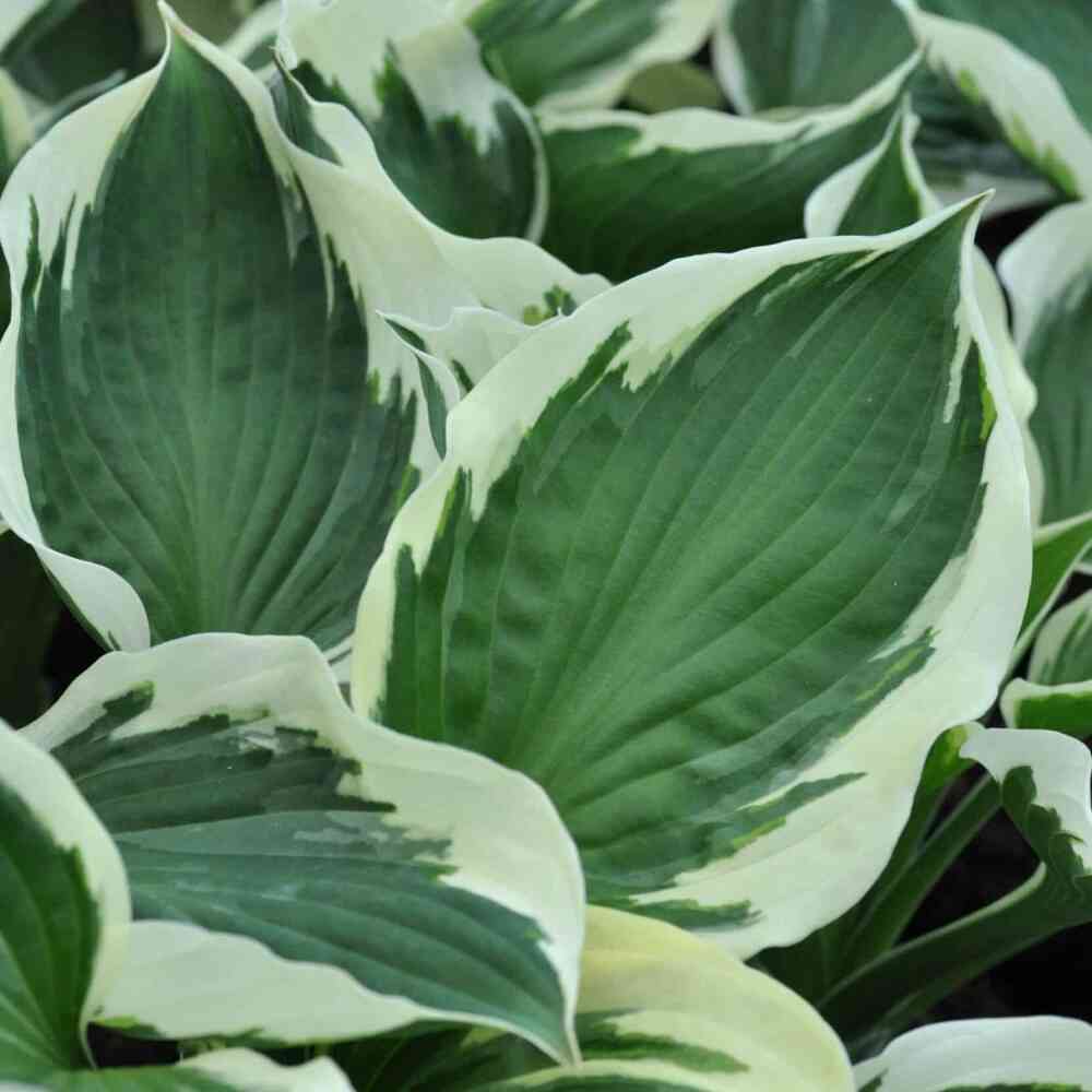 Komeakuunlilja 'Patriot'