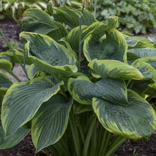 Kuunlilja Shadowland ® 'Wu La La'