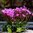 Lewisia cotyledon mix
