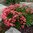 Lewisia cotyledon mix