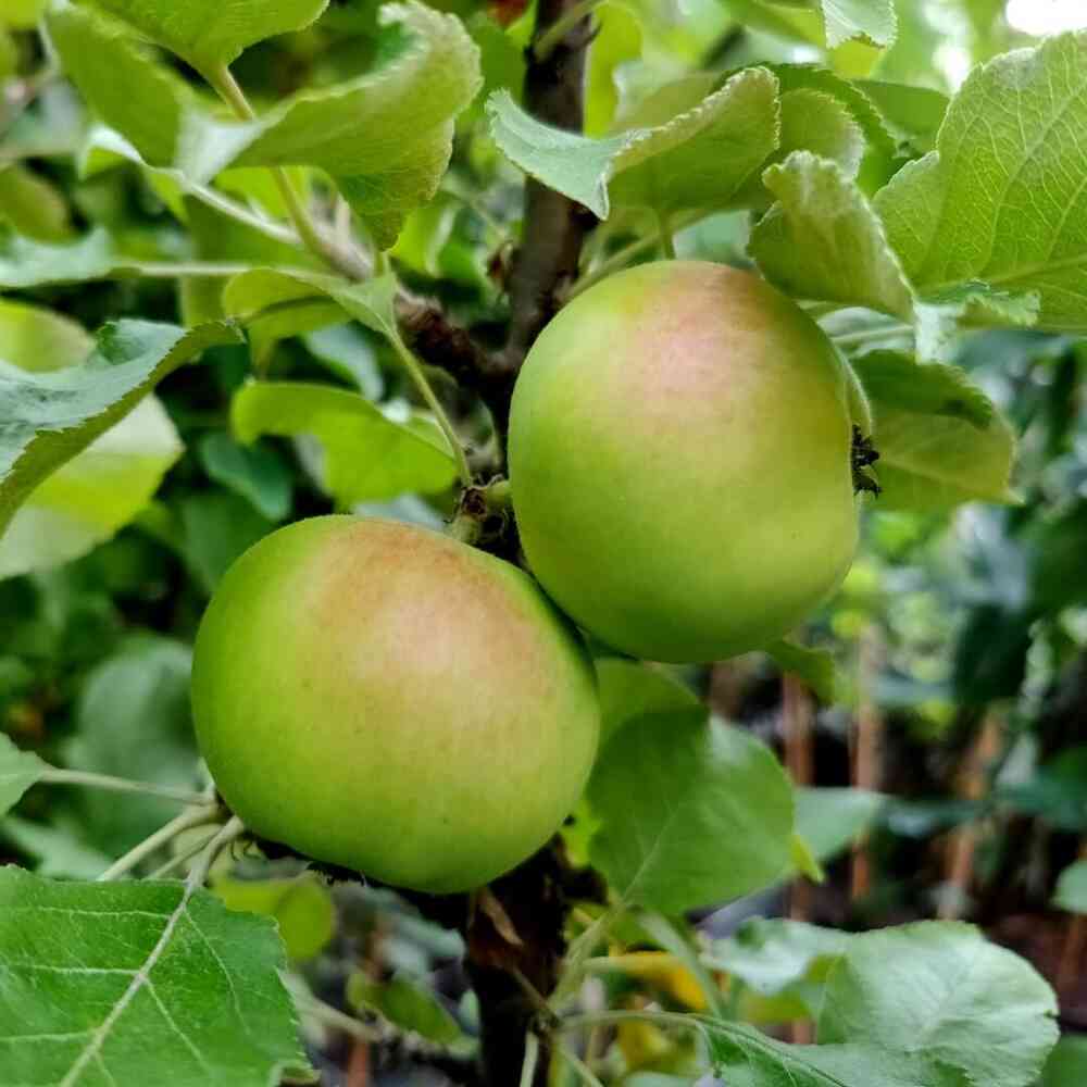 Pilariomenapuu 'President'