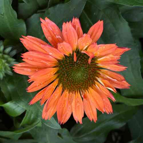 Tarhapunahattu 'SunSeekers® Coral' XL