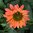 Tarhapunahattu 'SunSeekers® Coral' XL