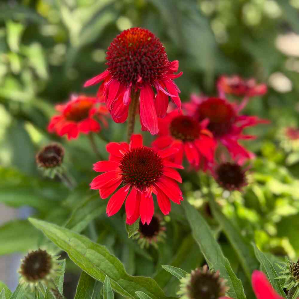 Tarhapunahattu 'SunMagic® Vintage Ruby'