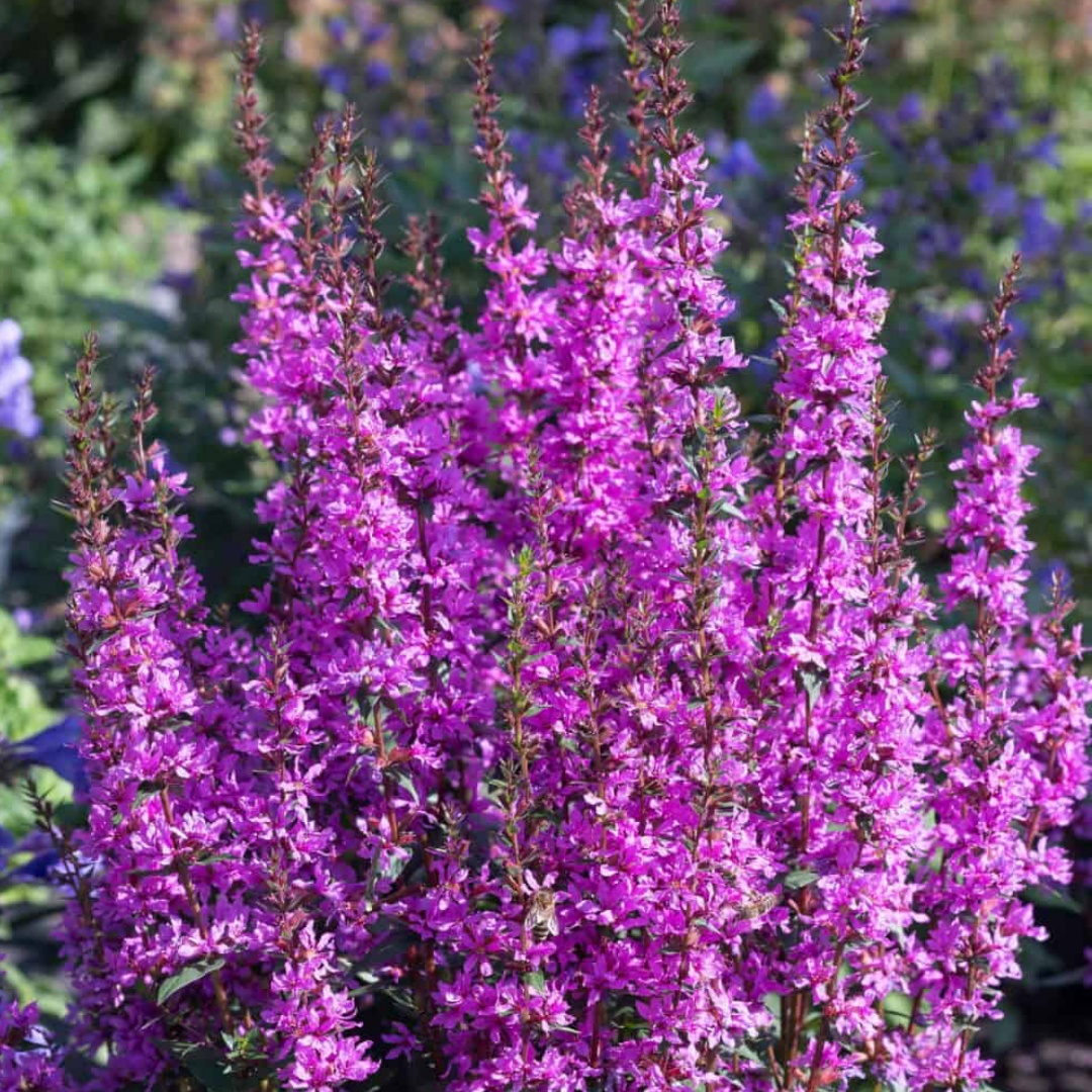 Rantakukka Luminara Lilac MUSTILA PUUTARHA rantakukka-luminara-lilac-mustila-puutarha