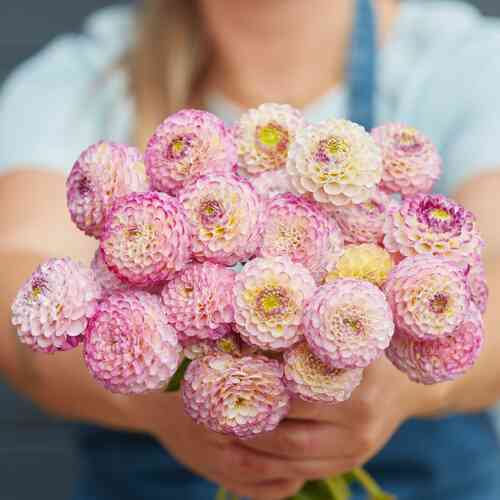 Pompondaalia 'Hapet Compo'