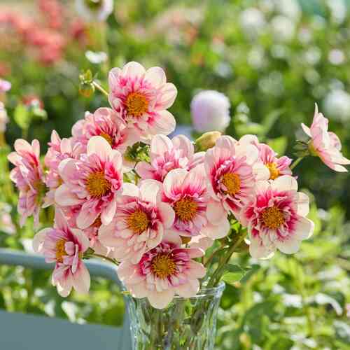 Kaulusdaalia 'Rhubarb & Custard'