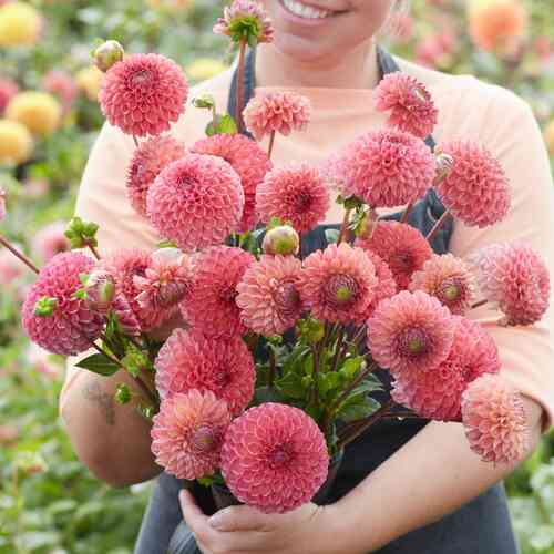 Pallodaalia 'Hapet Coppery'