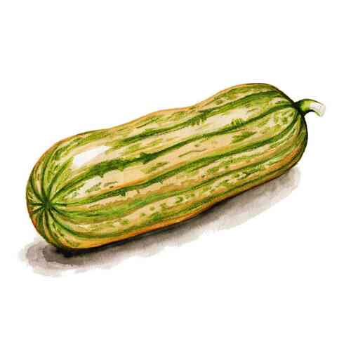 Vintersquash 'Honey Boat Delicata'