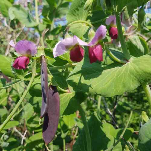 Sockerärt 'Sugar Magnolia'