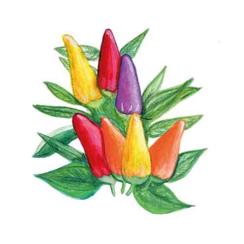 Chili 'Hot Razzmatazz'