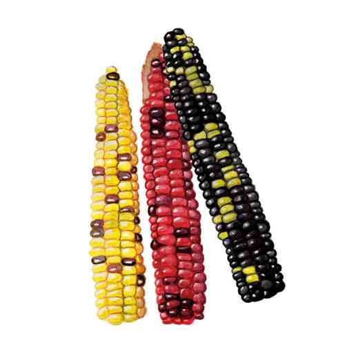 Sockermajs 'Painted Hill'