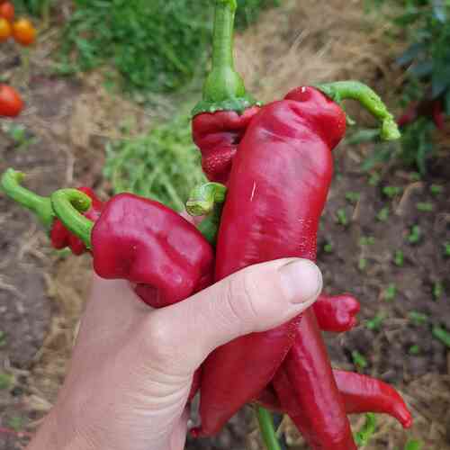 Paprika 'Hungarian Boldog'