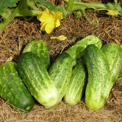 Gurka 'Northern Pickling'