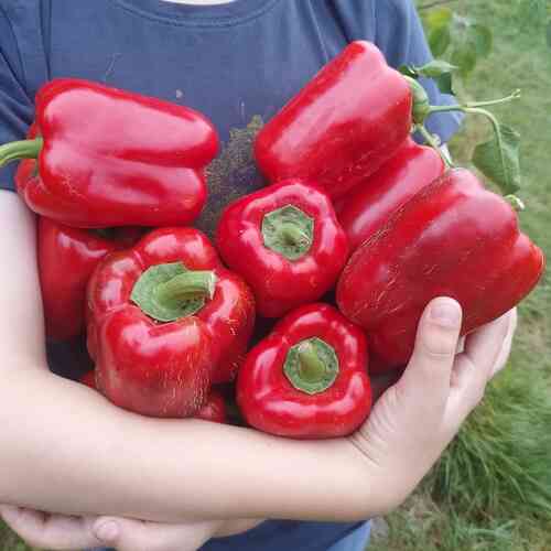 Paprika 'King of the North'