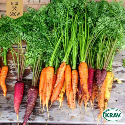 EKO Morot 'Rainbow Mix'