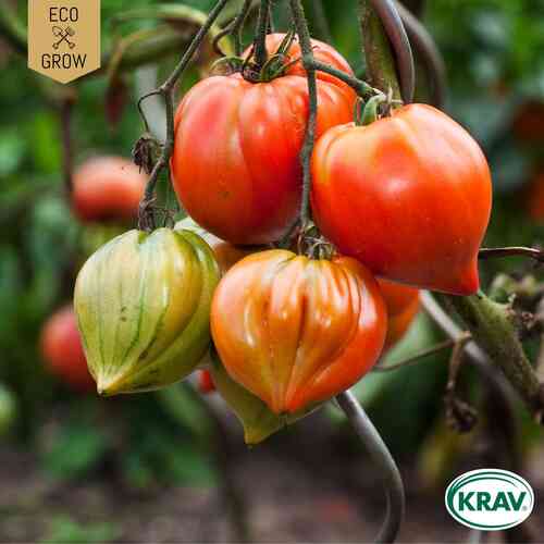EKO Tomat 'Coração de Boi Riscado'