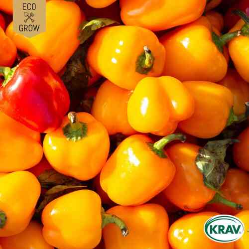 EKO Snackpaprika 'Sweet Julie'