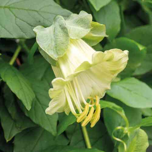 Kelloköynnös 'White'