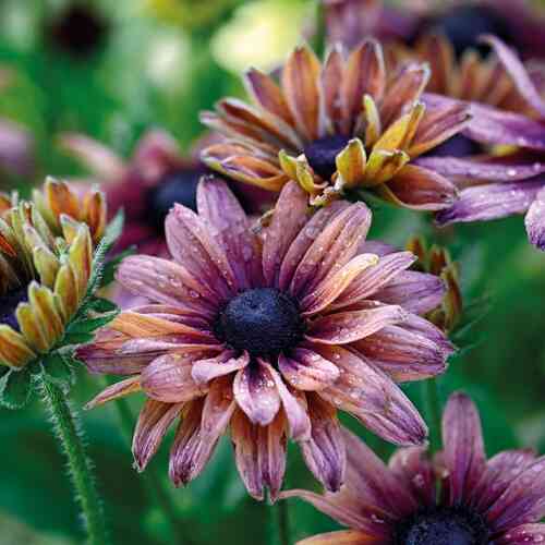 Kesäpäivänhattu 'Sahara'