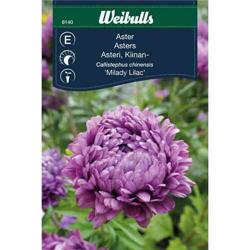 Kiinanasteri 'Milady Lilac'