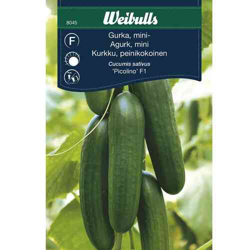 Snackgurka 'Picolino' F1